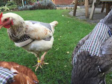 Amber, bluebell und ginger tragen ihre jacken am weihnachtstag!