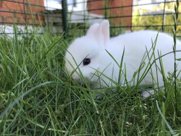 Out in the pasture♥️Omlet