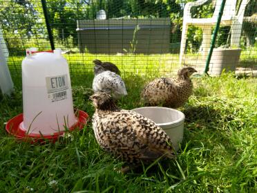 Chickens in Omlet Walk in Chicken Run