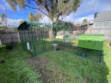 Give larger safe areas for your chickens