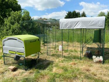Chickens love their new home!
