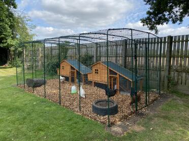 Happy chickens