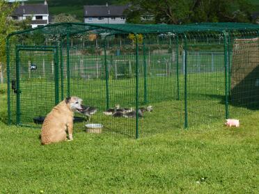 Peanut overseeing our Goslings here in south west scotland