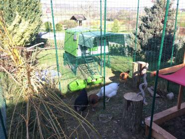 Wellness oasis for our four chickens ???? 