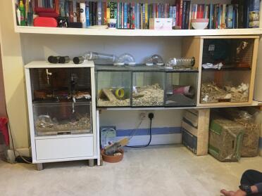 Final gerbilarium complete!