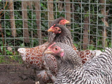 Barred und Blue schnürten Wyandotte's