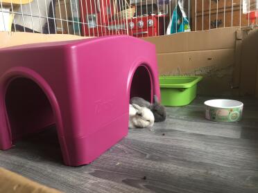 First outing from the nest