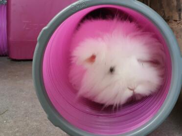Princess Willow checking out her new hide and tunnel set
