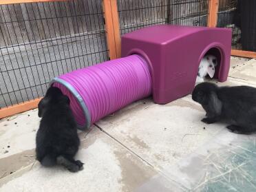 The babies love their new toy.