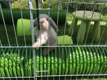 Agility training for kit. 