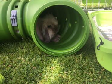 Lilly having a snooze.