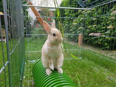 Rabbits can have fun with the tunnels in many ways