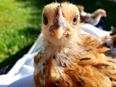 Don't these feathers look lovely in the sun!