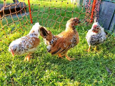 Hens are like snowflakes - never two the same!