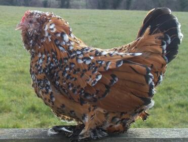 A booted bantam barbu duccle hen.