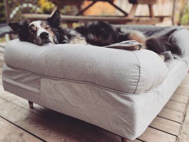 Dog sleeping on Omlet grey memory foam bolster dog bed