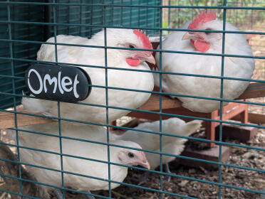 Perching chicks Omlet