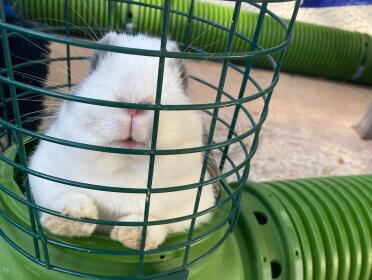Zippi tunnel hay feeder as a peep hole 
