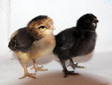 Roter und schwarzer Mann und schwarze Frau Araucana im Alter von 6 Tagen