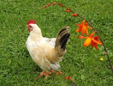A serama chicken