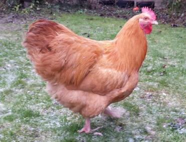 28 Wochen Buff Orpington