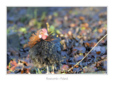 Rosenkamm + Polen