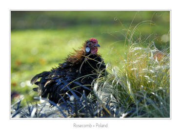 Rosenkamm + Polen