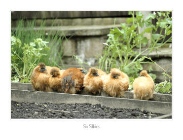 Silkie