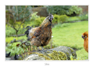 Silkie
