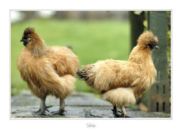 Silkie