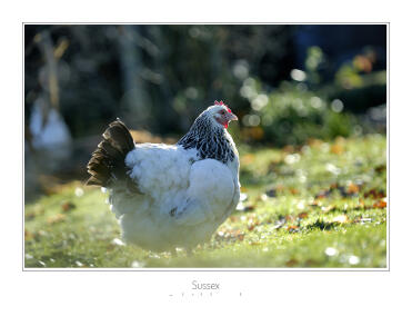 Sussex