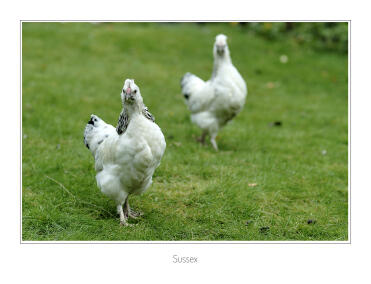 Sussex