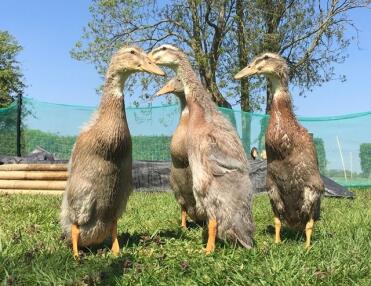 Indian Runner Ducks in Garden