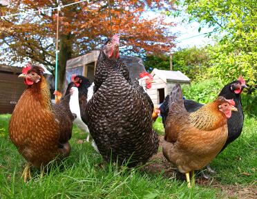 What a pretty flock of chickens.