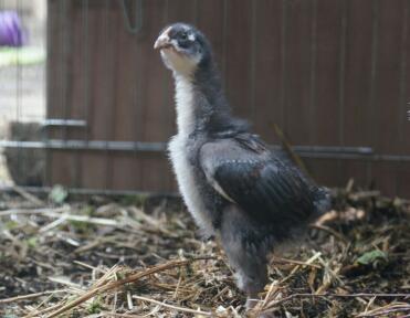 Arnold chicken, copper black marans 7 weeks