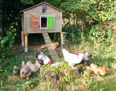 Assembly on an old wooden henhouse