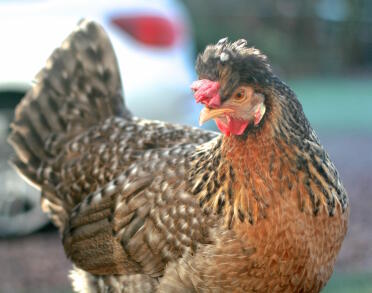 Crested Cream Legbar Hen