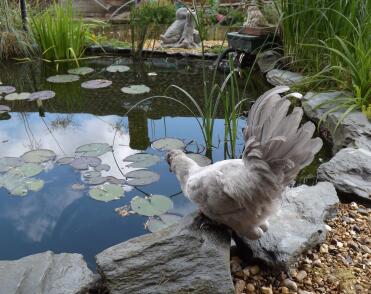 an Araucana chicken.