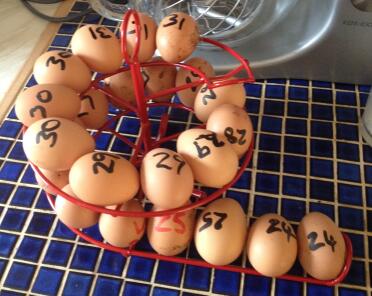 3 fleißige kleine hühner - sie lieben es einfach, sich zu tummeln!