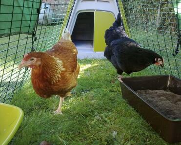Bella and Sessy in their new Eglu