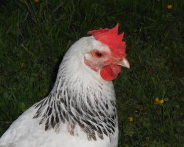 Gertie hat ein Auge auf dich!