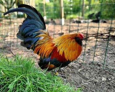 What a gorgeous cockerel!