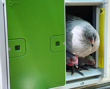 Auto Door