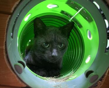 Kitty wants a Omlet tunnel