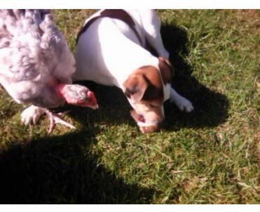 Breeds danish/swedish farms.the 5 chickens and the 6 dogs thrive together.also the son's rottweiler thrives with the chickens.
