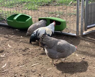 What a happy group of hens!