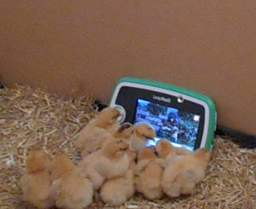Our chicks watching shaun the sheep!