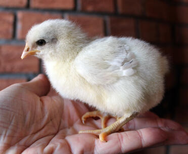 Splash Marans 1 Wochen alt