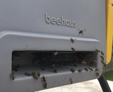 WASP facing entrance adapter 