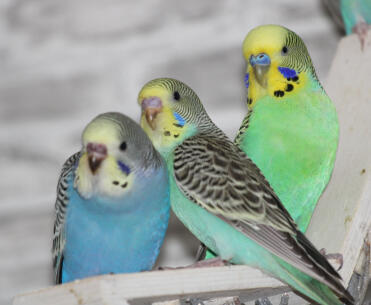 Famiglia budgie 🥰